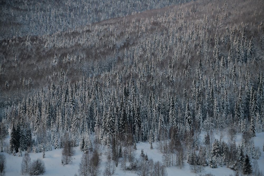 Photograph by Margareth Tikhonova