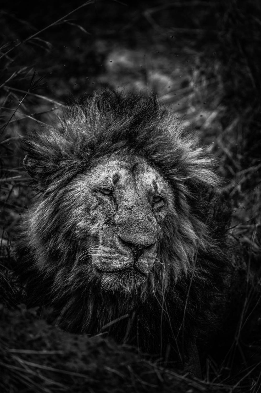 The Weight of the Crown
