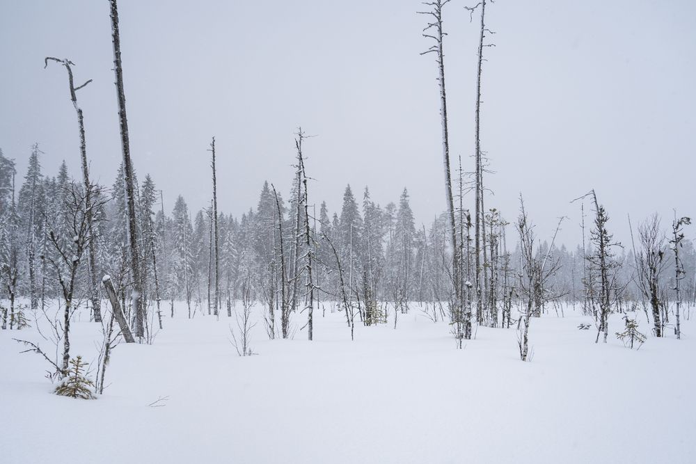 Photograph by Евгения Ковригина