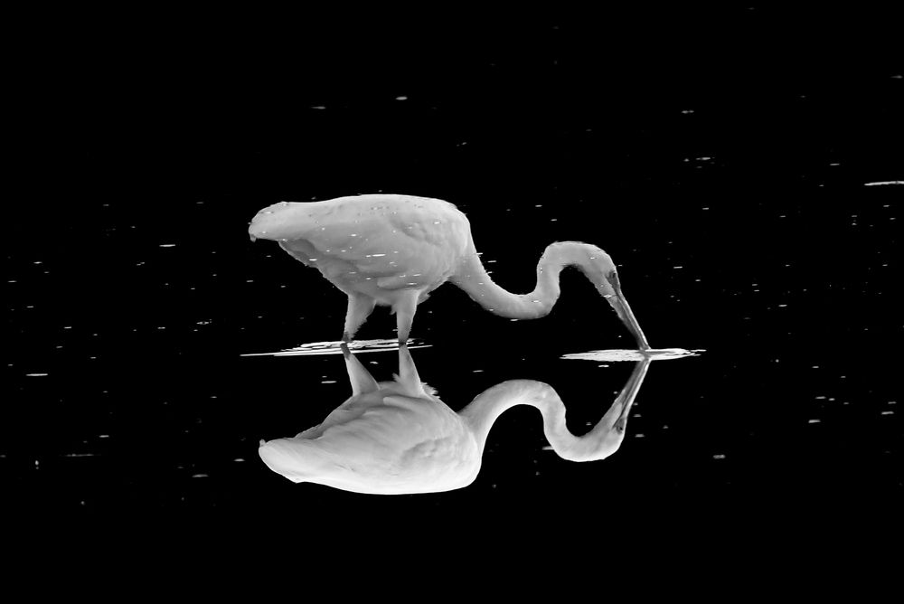 Graceful Hunter Egret