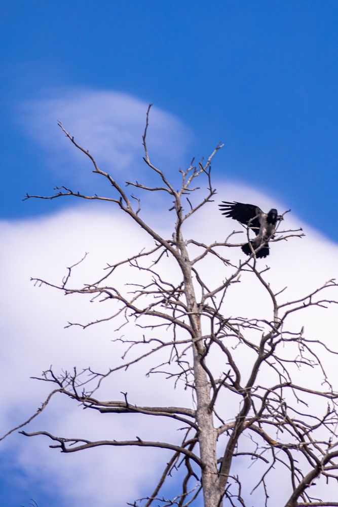 Фотография автора Сагдиева Эльвира