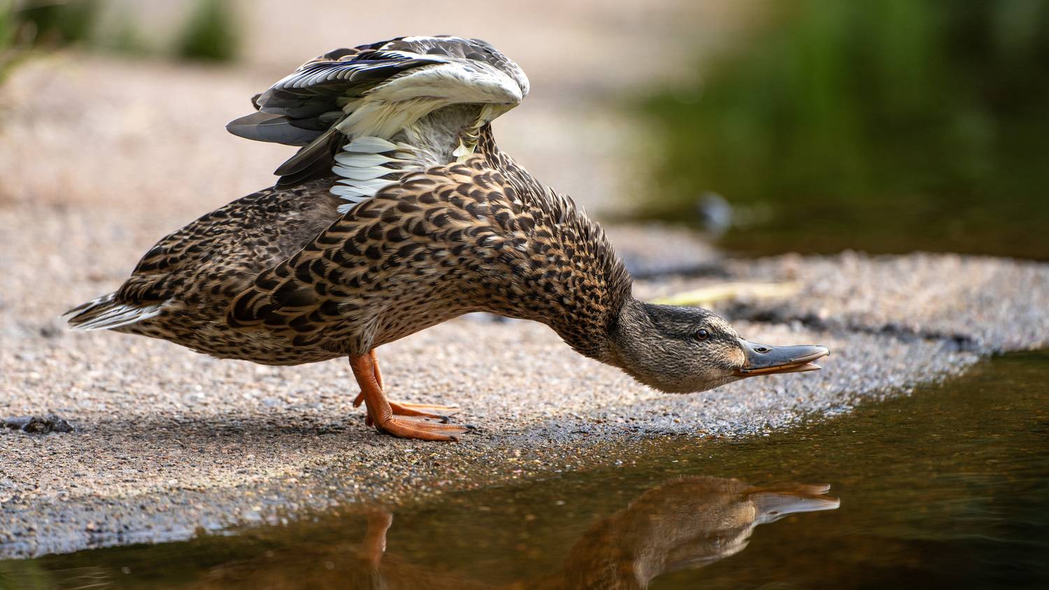 Разминка перед полётом