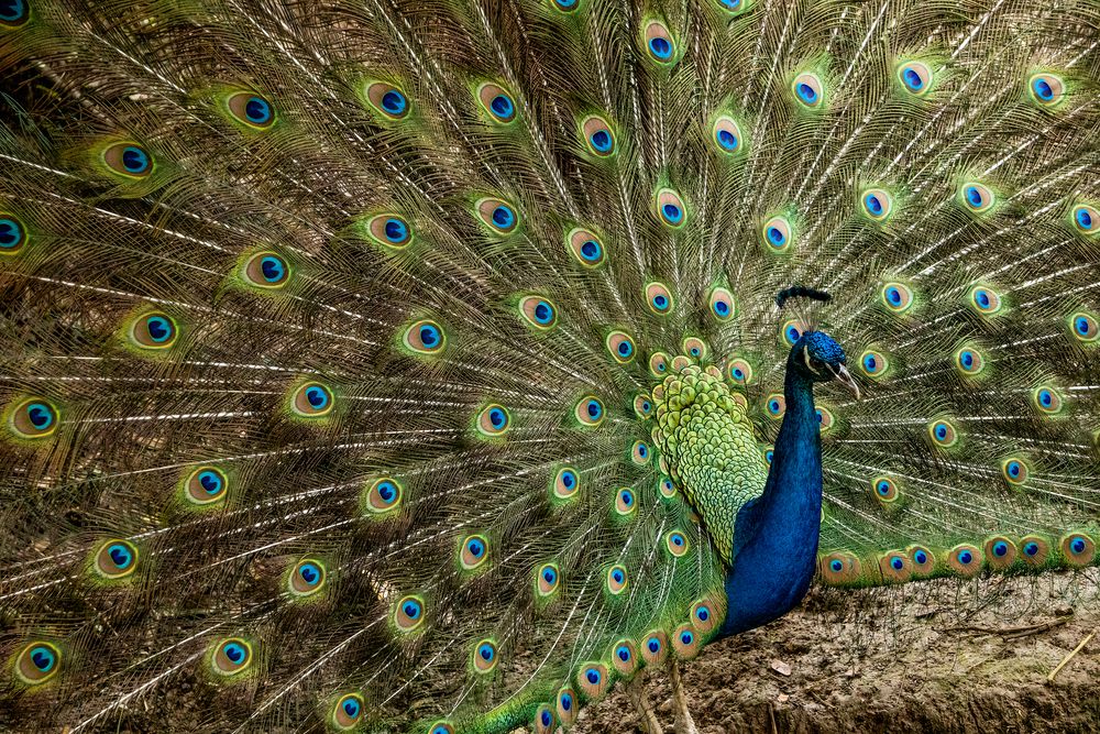 Photograph by JUAN BERNATE