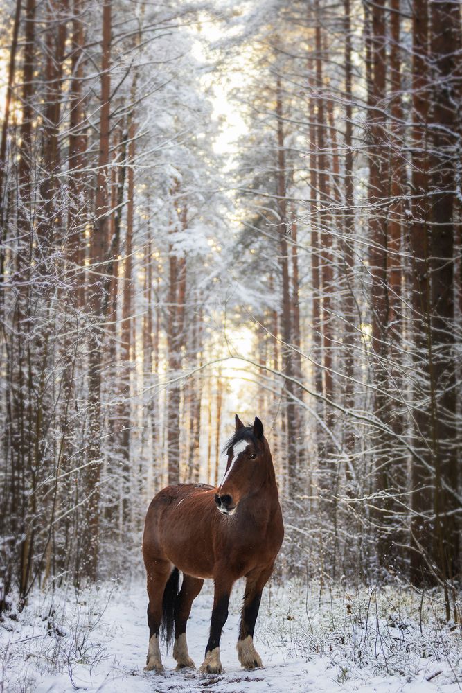 Photograph by Gubina Anastasia