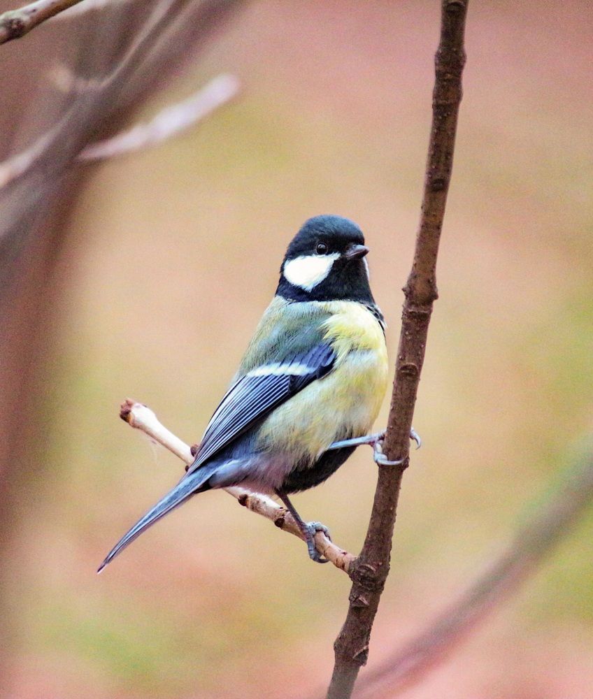 Photograph by Светлана Рыжих