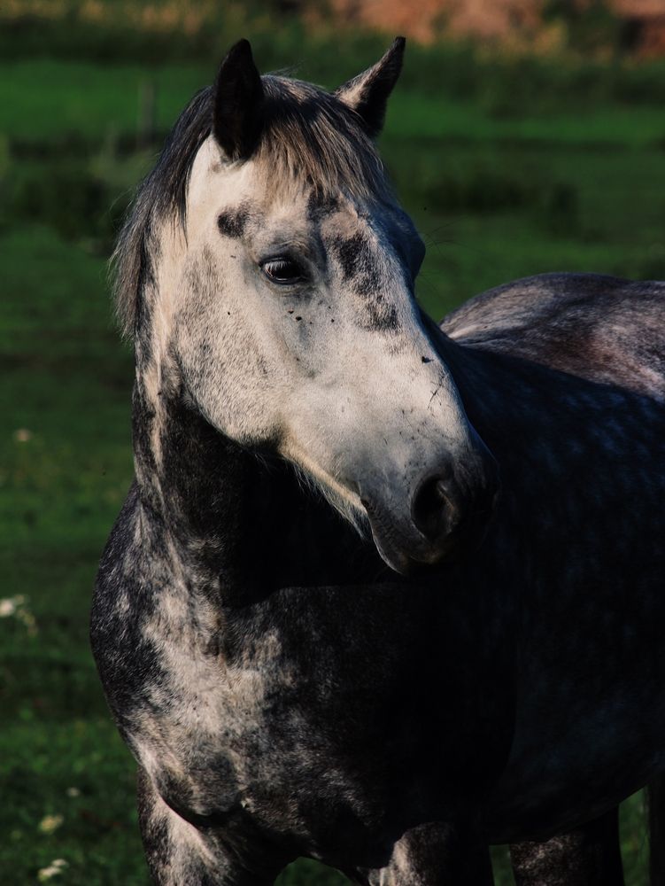 Фотография автора Яна Андреева