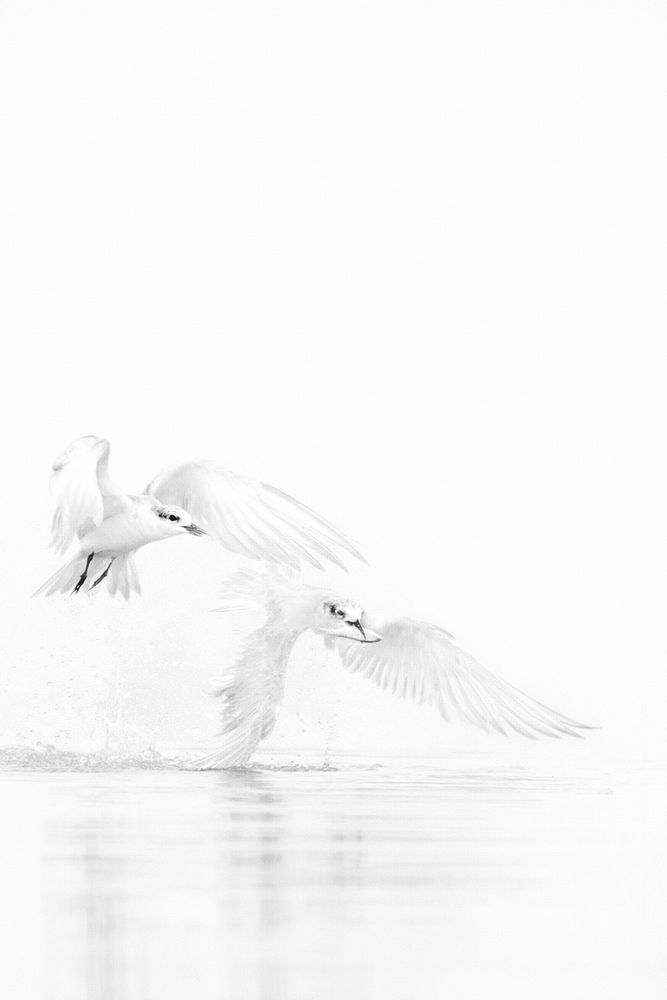 Фотография автора Prabhat Ghosh