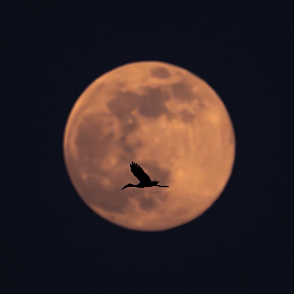 Lunar Transit: The Openbill and the Supermoon