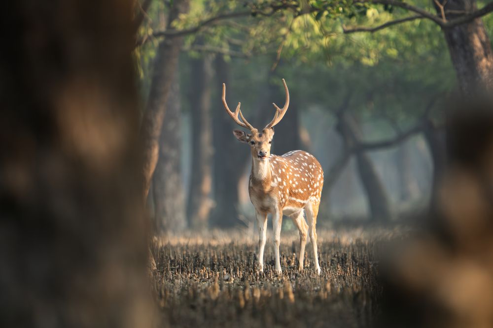 Crown Prince of the Mangroves
