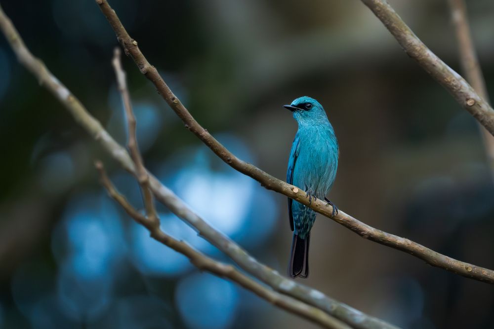 Photograph by Junayet Hossain