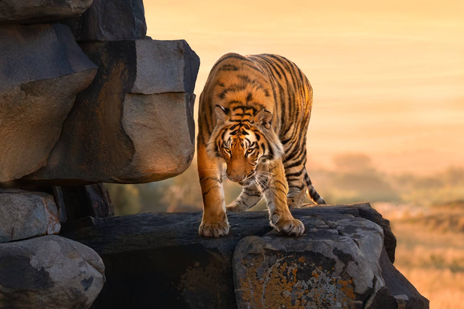 Бенгальские тигры