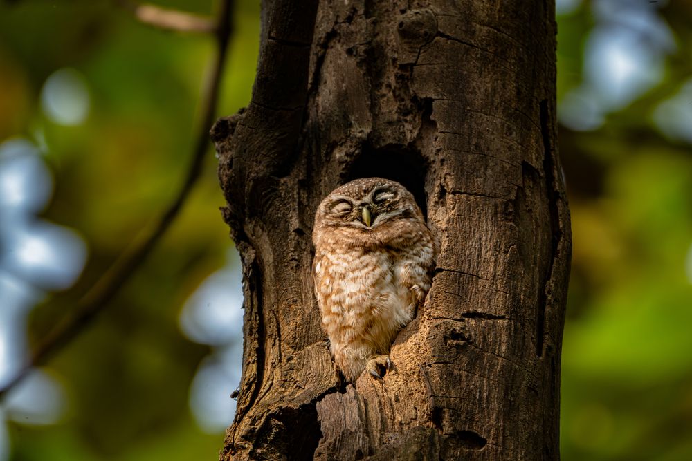 Photograph by Junayet Hossain