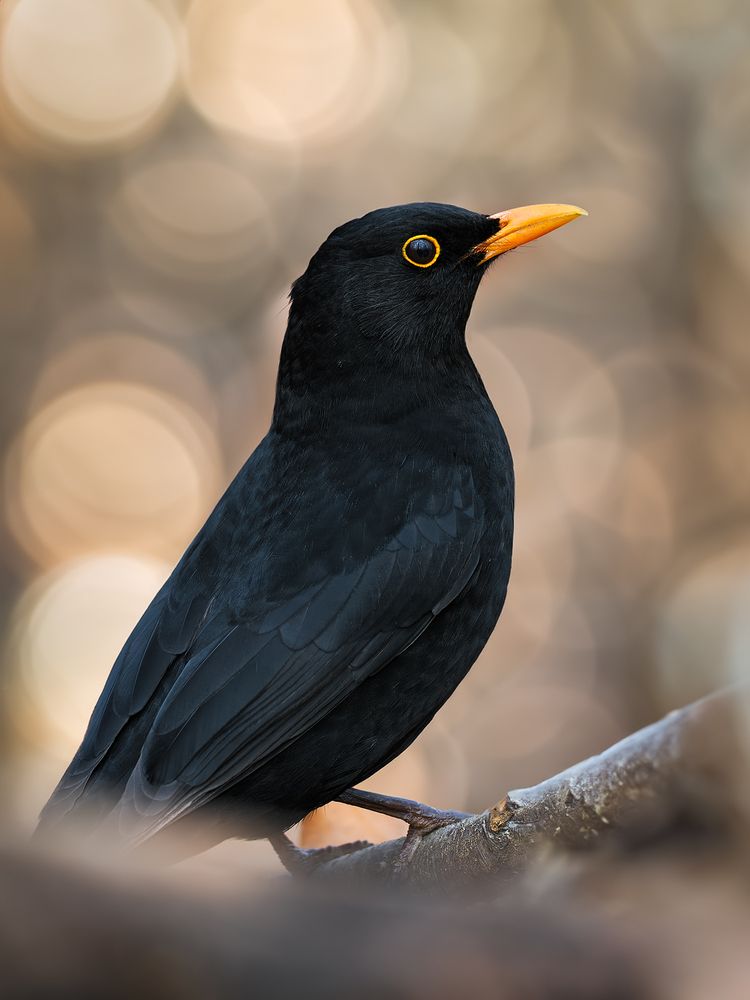 Photograph by Ireneusz Irass Walędzik