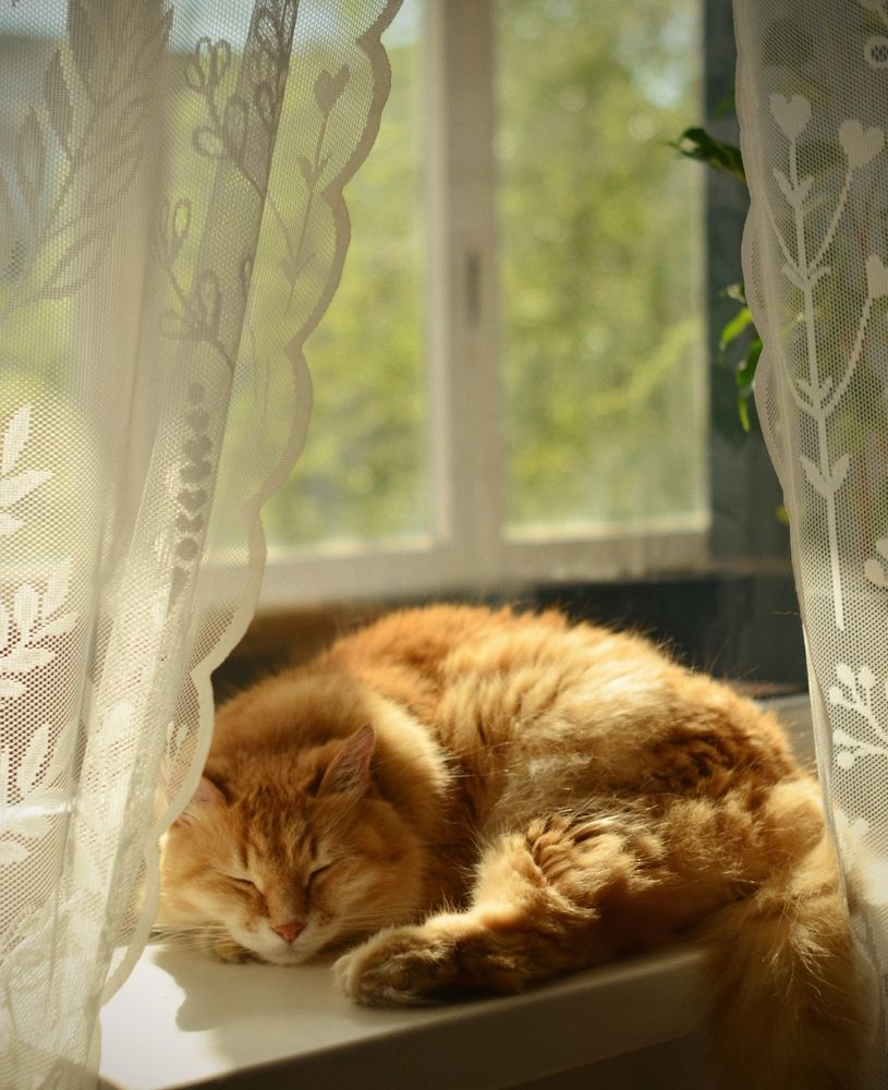 Котик на окошке