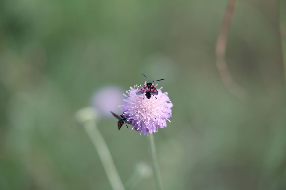 Photograph by Ivan Kravchenko
