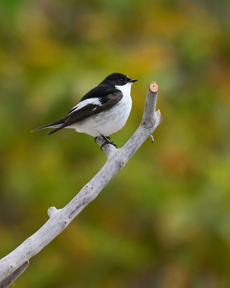 Photograph by ebrahim omar