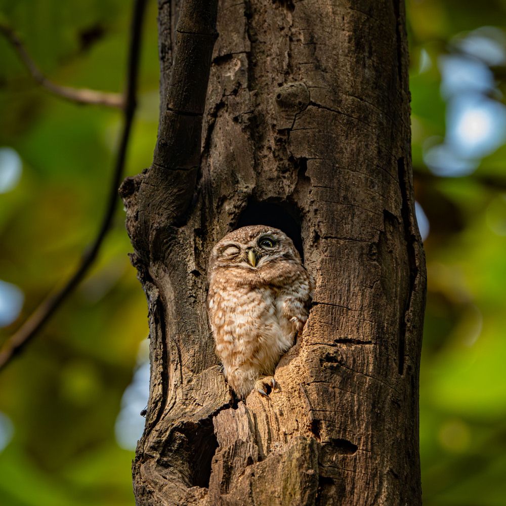The Half-Awake Guardian