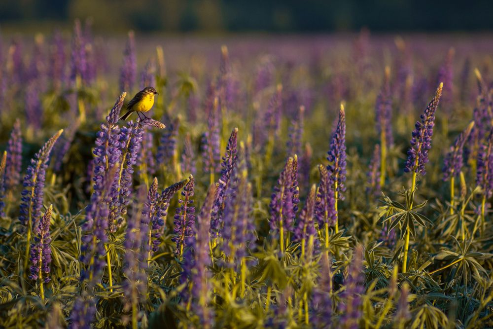 Photograph by Людмила Новосёлова