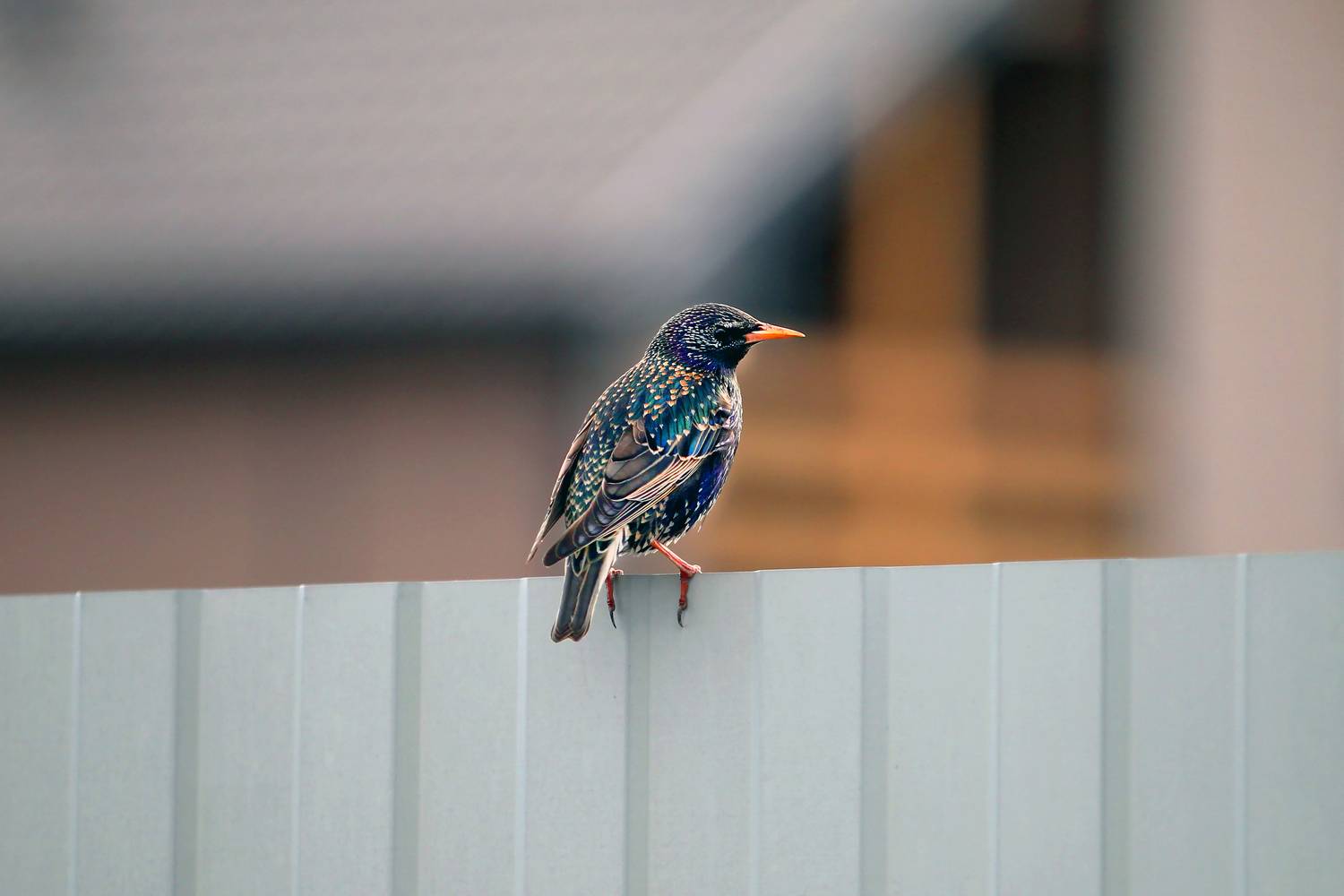 Photo #13117969