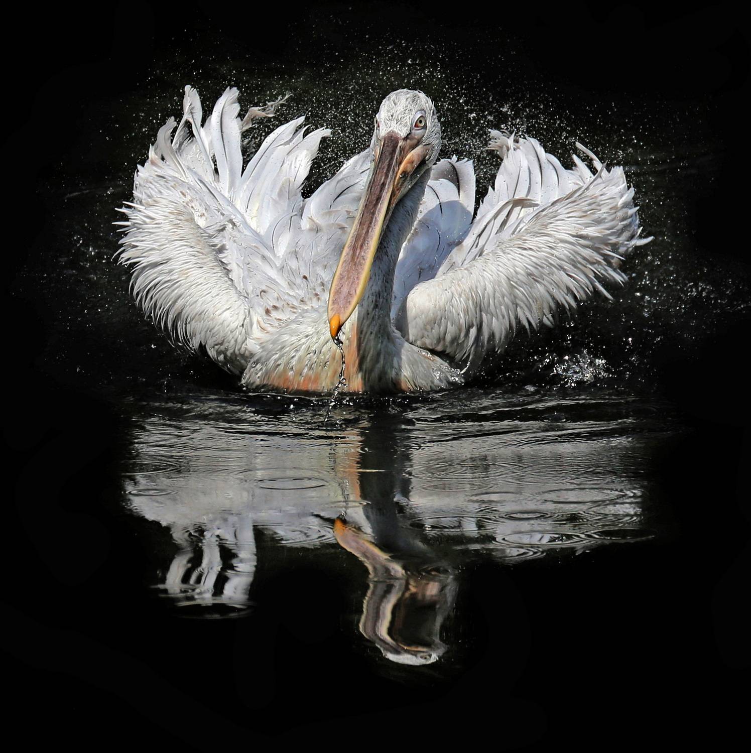 Фотография #13117982