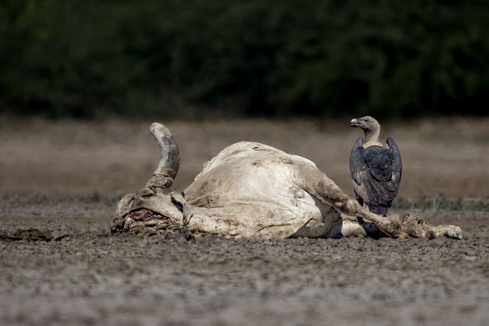 Photograph by Mukesh Tripathi