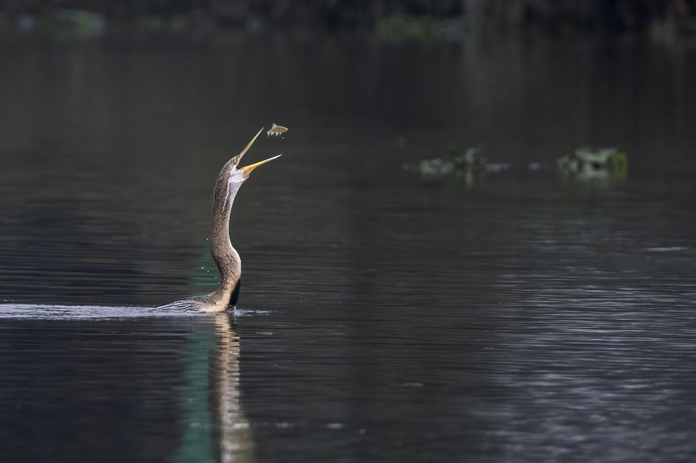 Photograph by Mukesh Tripathi