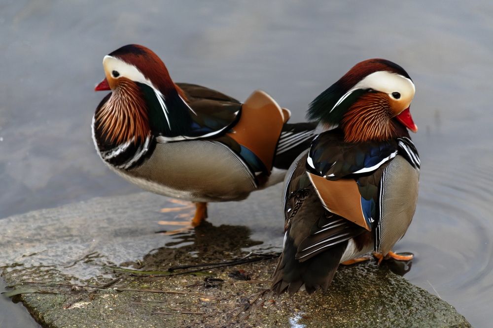 Трудный разговор