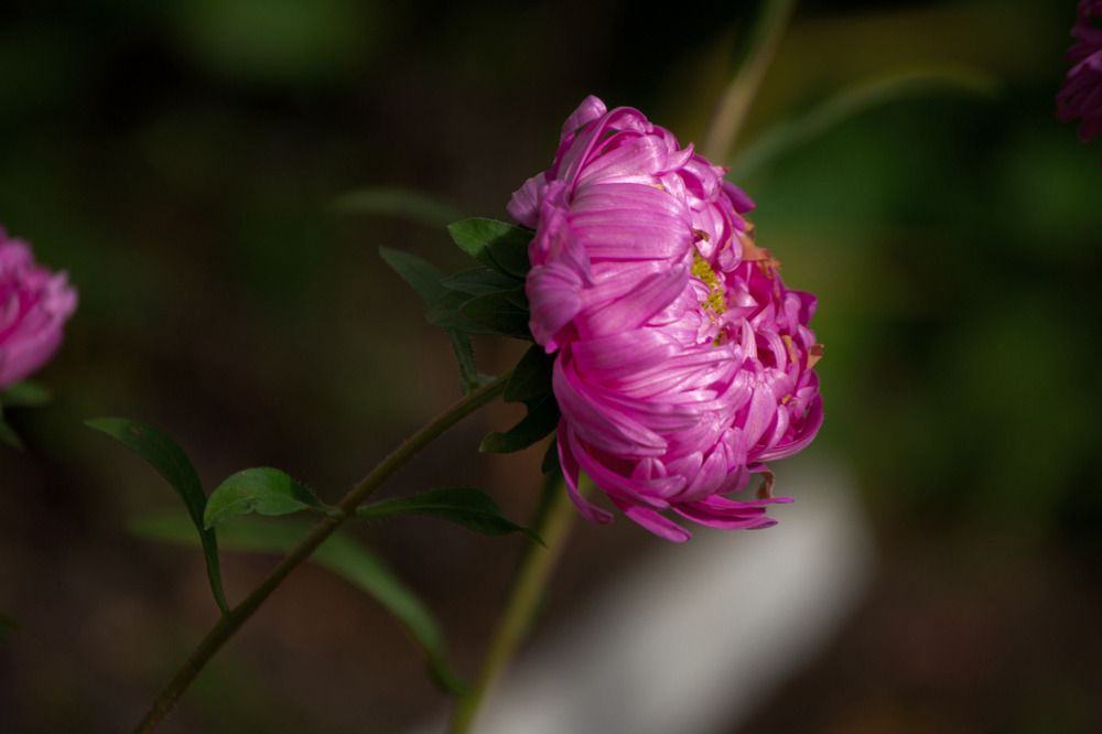 Photograph by Светлана Филатова