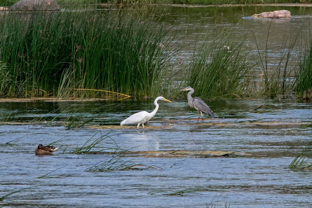 В поисках обеда