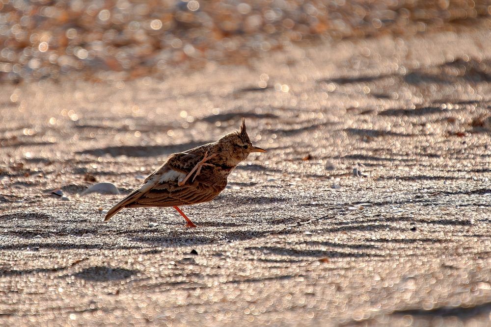 Photograph by Михаил Косолапов