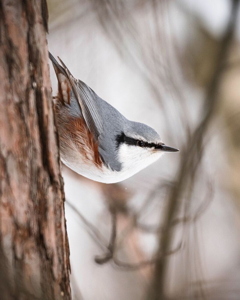 Обыкновенный поползень