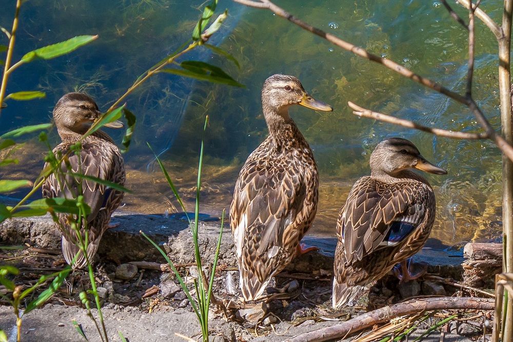 Photograph by Валерий Федяров
