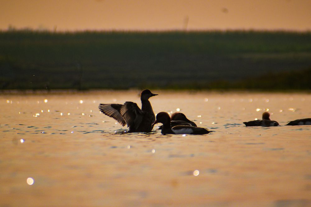 Photograph by Ankan De