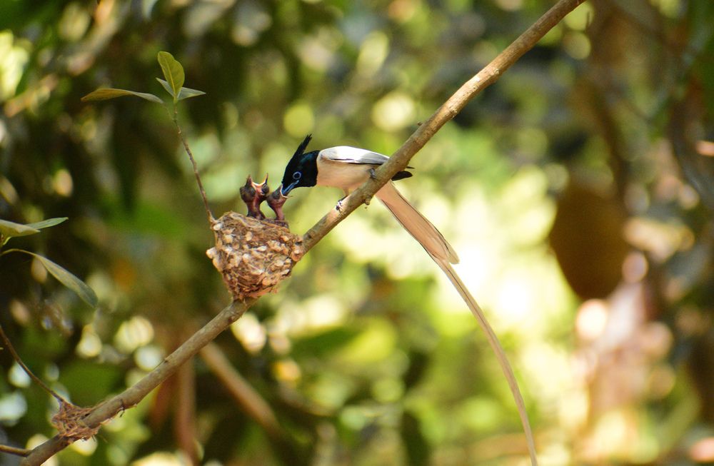 Photograph by Ankan De