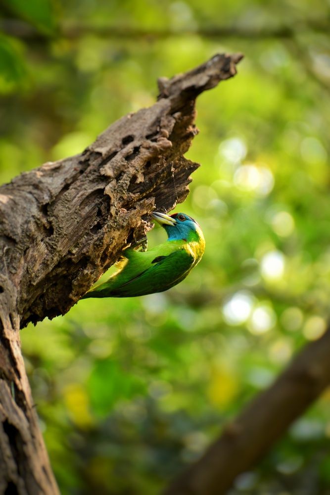 Photograph by Ankan De