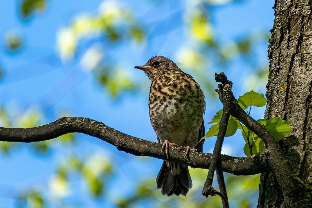 Photograph by Михаил Косолапов