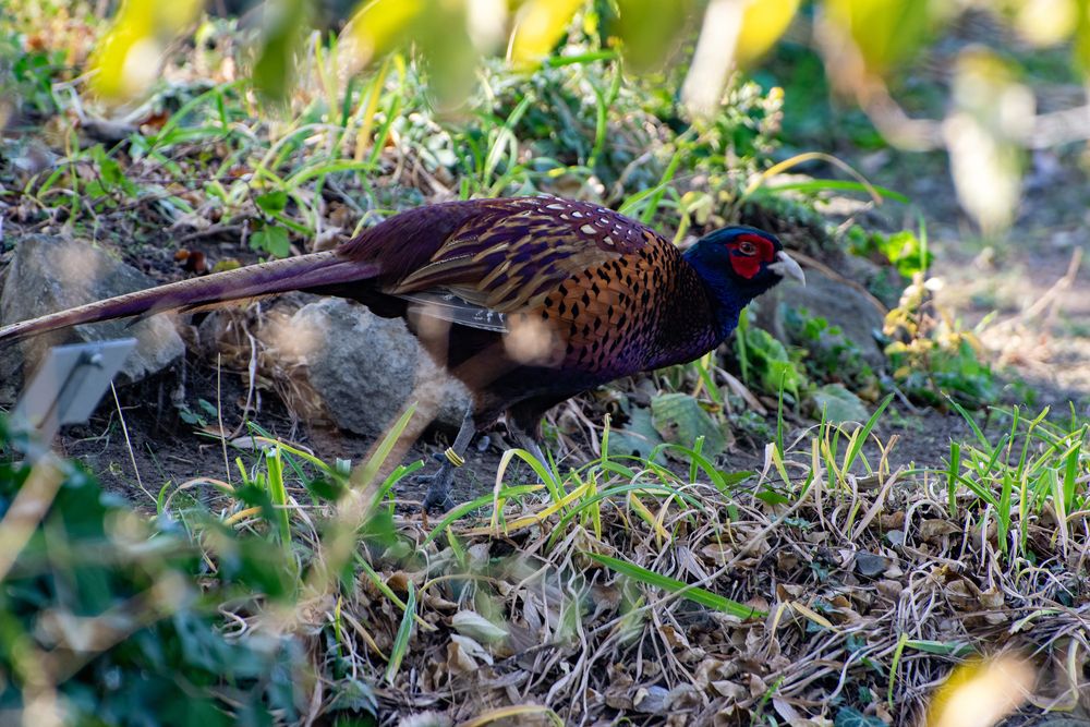 Фотография автора Маис Киракозов