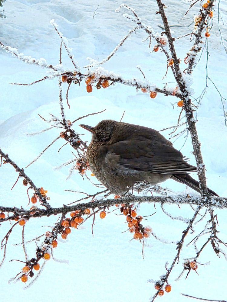 Фотография автора Elena Polonetskaya