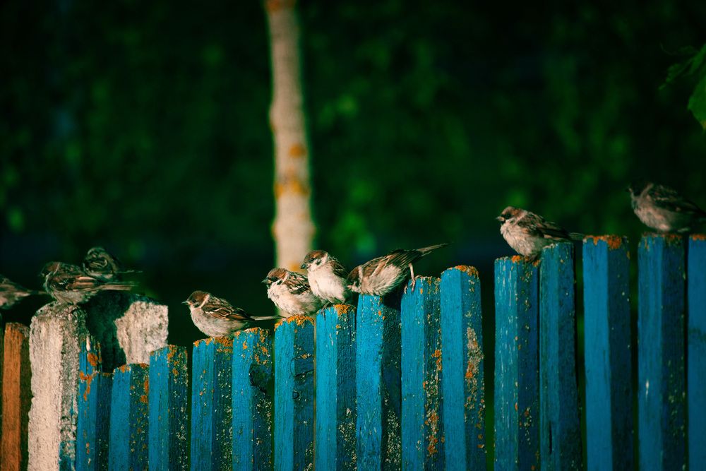 Фотография автора Коцюрба Татьяна