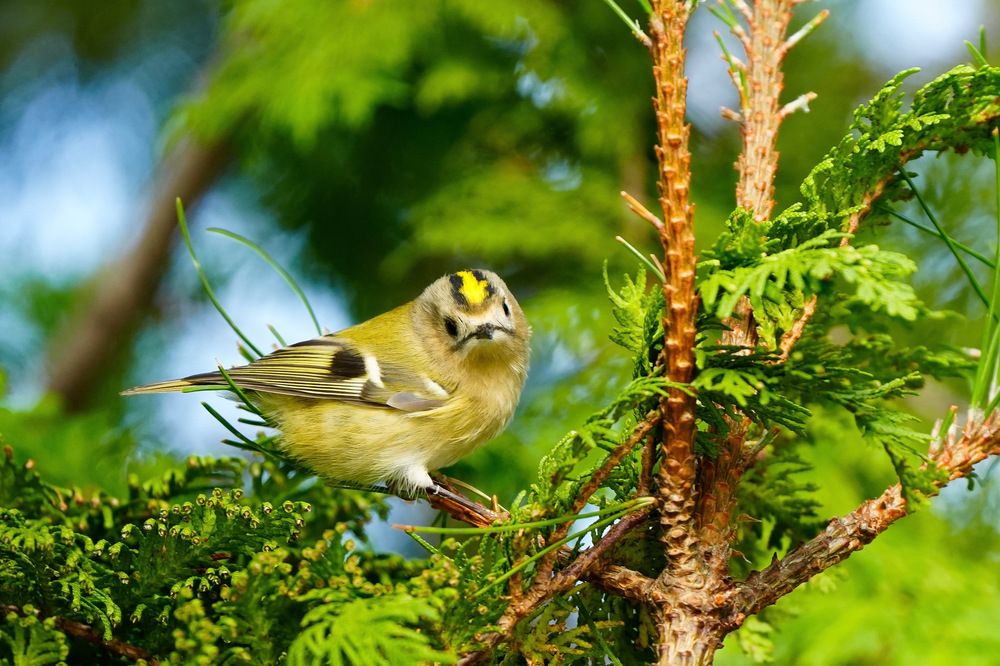 Фотография автора Ольга Шугалевская