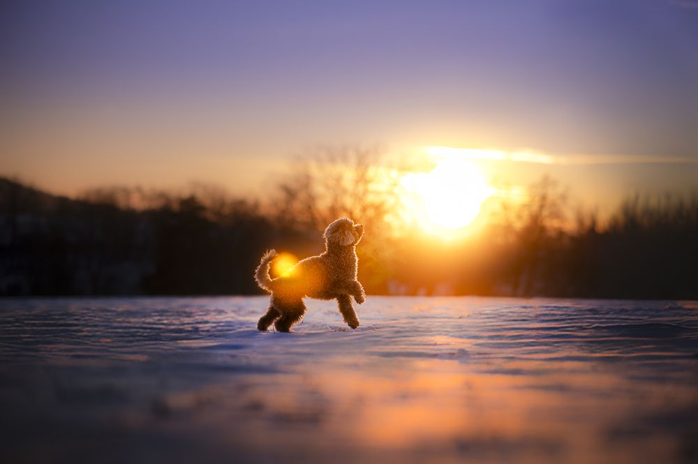 Icy Sunset