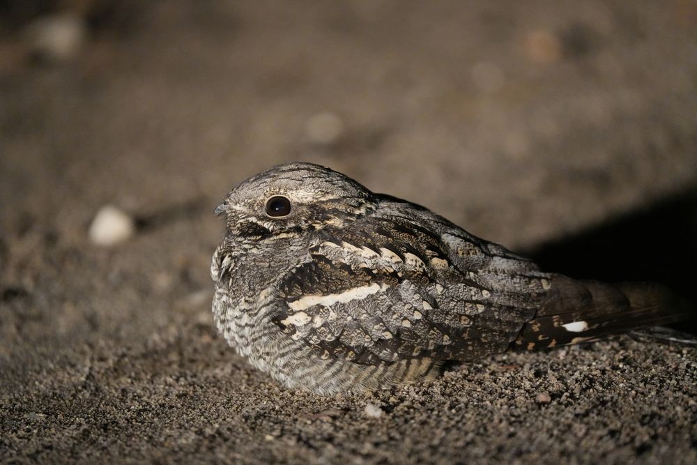 Фотография автора Ольга Шугалевская