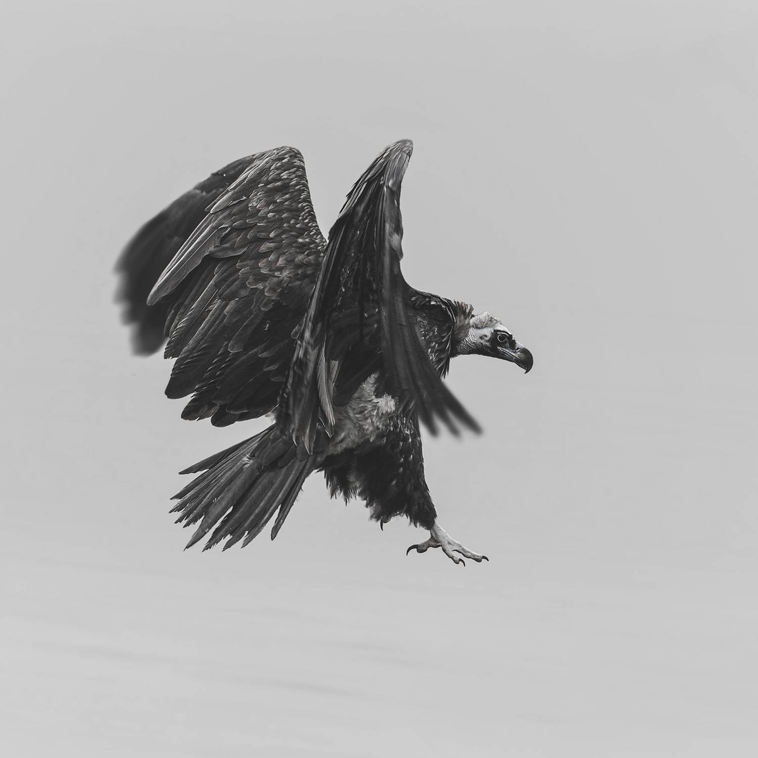 Фотография #13118933