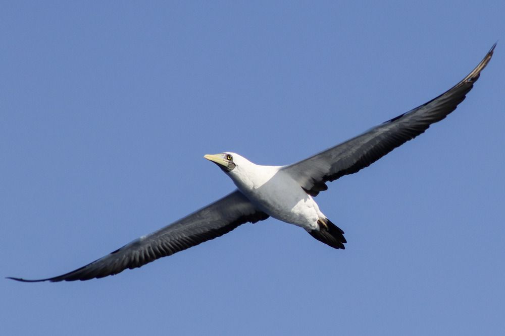 Photograph by Gustavo Zambon Dalbó