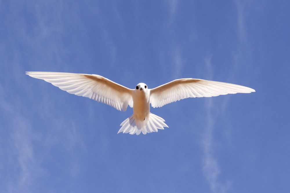 Photograph by Gustavo Zambon Dalbó