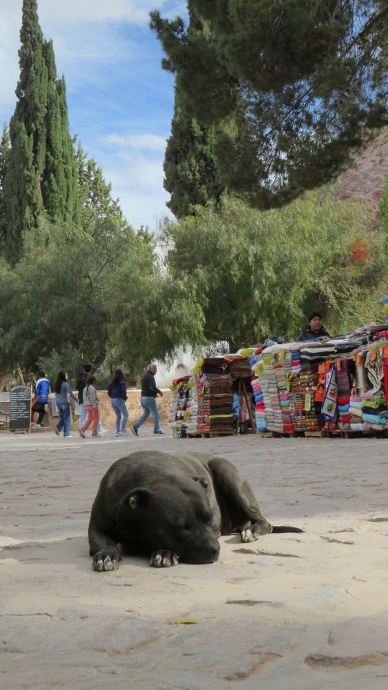 Perro callejero