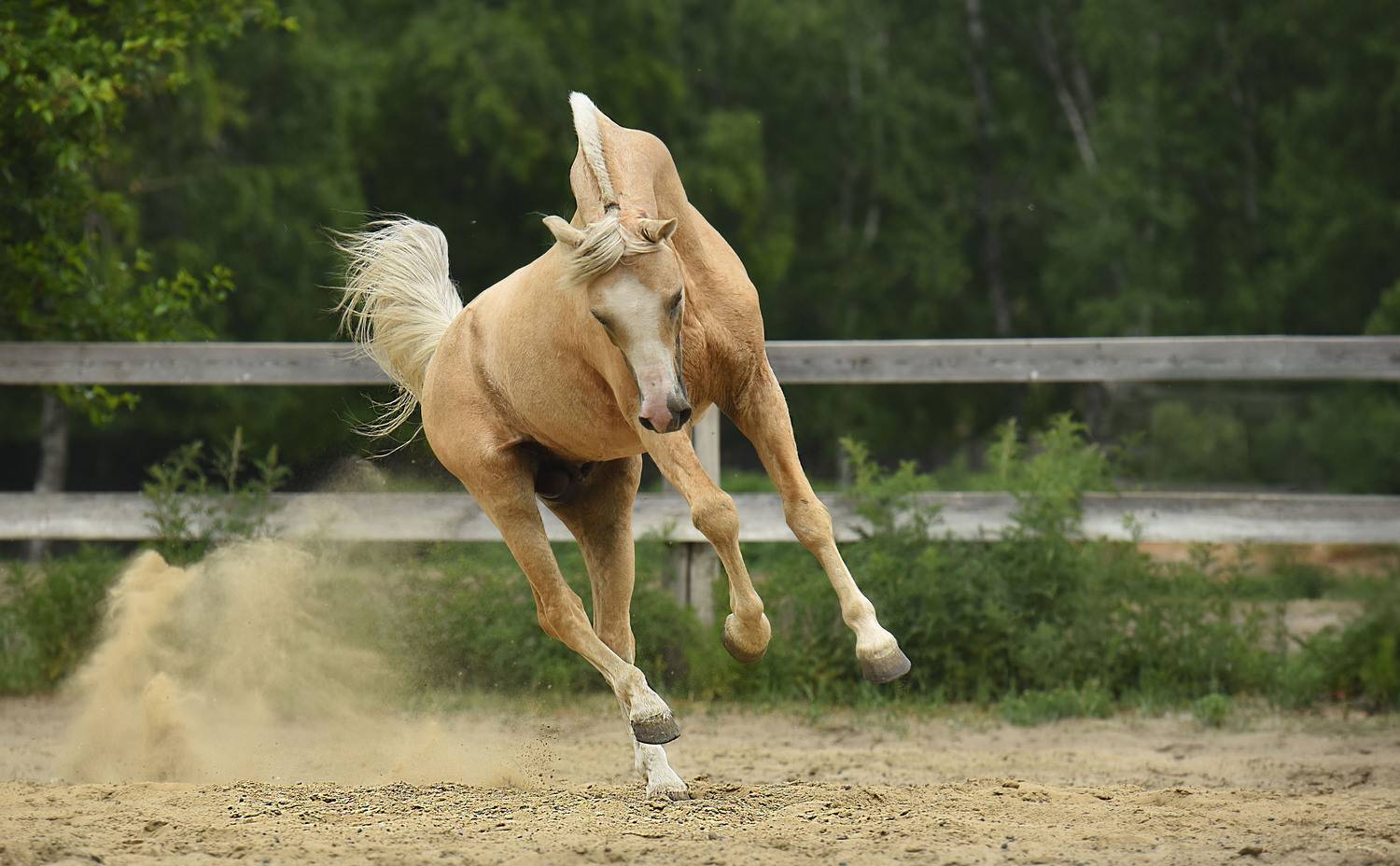Фотография #13119193