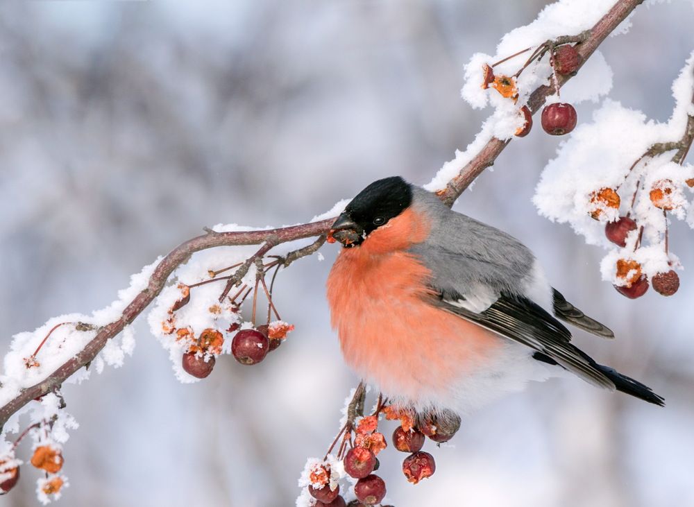 Photograph by Koledova Irina