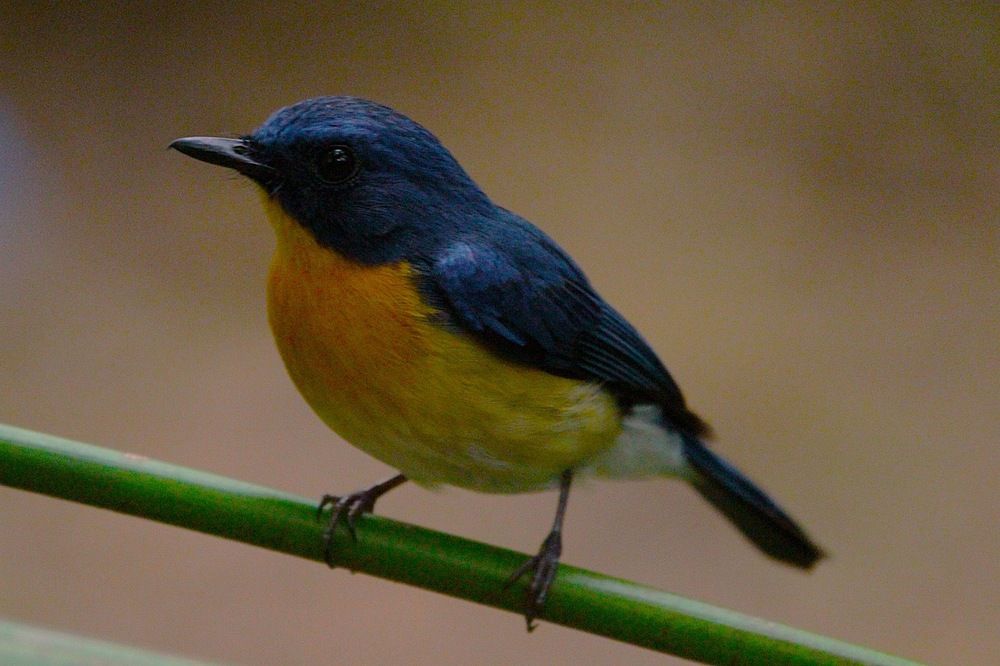 Photograph by Thusitha Dilanka