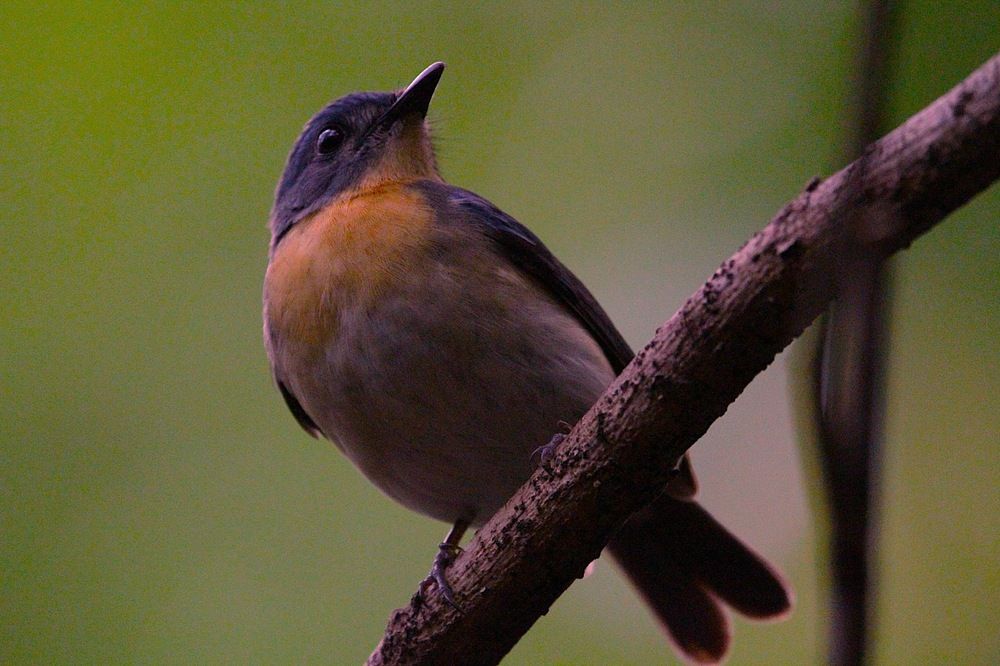 Photograph by Thusitha Dilanka